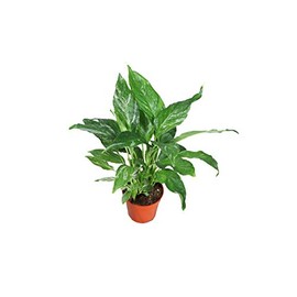 Spathyphyllium Domino - Variegated Peace Lily - 4'' from California Tropicals