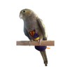 HayKiki Bird Diapers and Parrot Flight Suit Clothes with Leash,