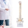 Vertebral Column Model Flexible Spine Caudal Vertebra Anatomical Model with
