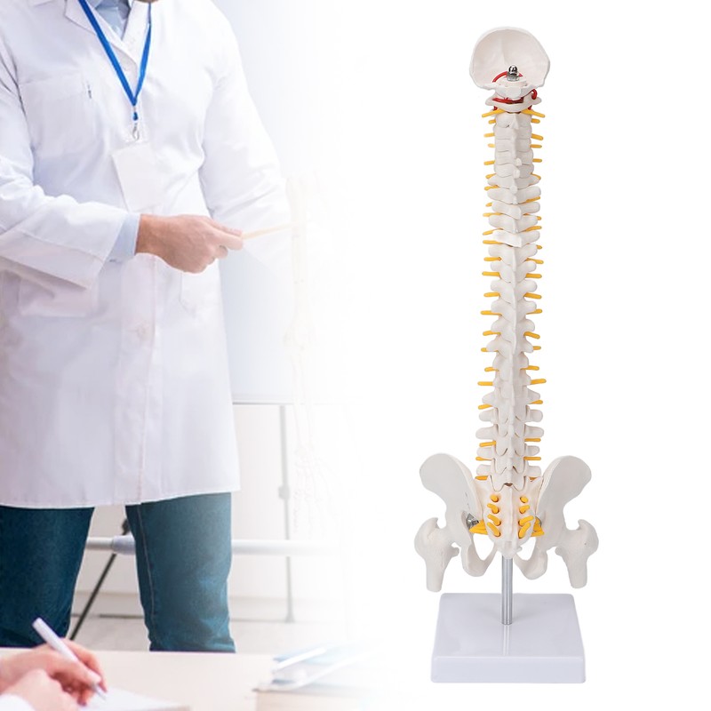 Vertebral Column Model Flexible Spine Caudal Vertebra Anatomical Model with