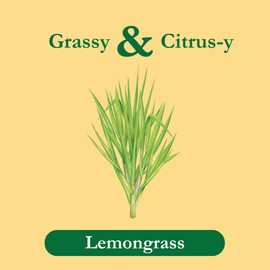 Tadin Lemongrass Herbal Tea, Caffeine Free, 24 Tea Bags Per Box, Pack of 6 Boxes Total