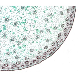 Bresser Microscope High Quality Prepared Slides - White (Pack of 10)