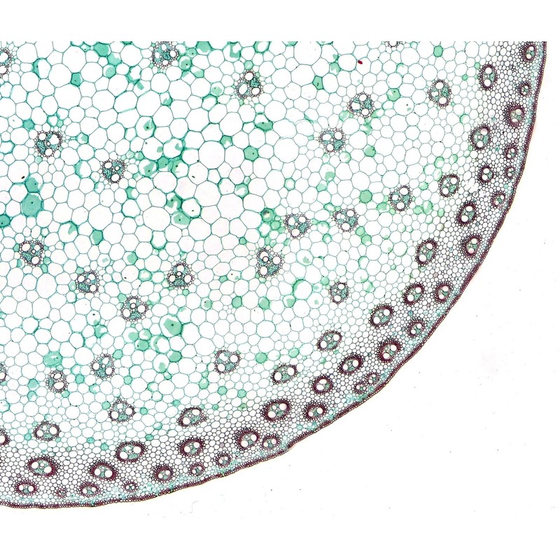 Bresser Microscope High Quality Prepared Slides - White (Pack of