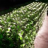 Joomer Christmas Net Lights - 12FT x 5FT 360 LED