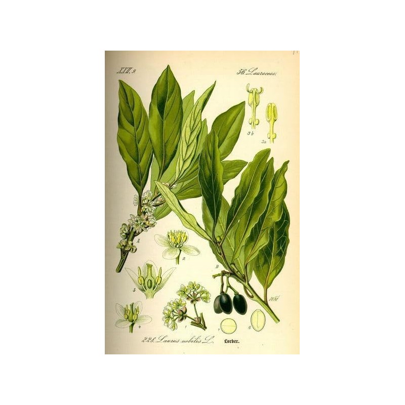 2 Live Plants - Laurus nobilis - 'Bay Leaf Tree'