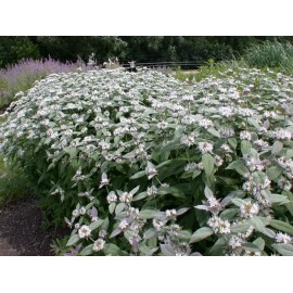 Sacred Roots Nursery Mountain Mint - Pycnanthemum muticum- Live Starter Plant- FREE SHIPPING!!!