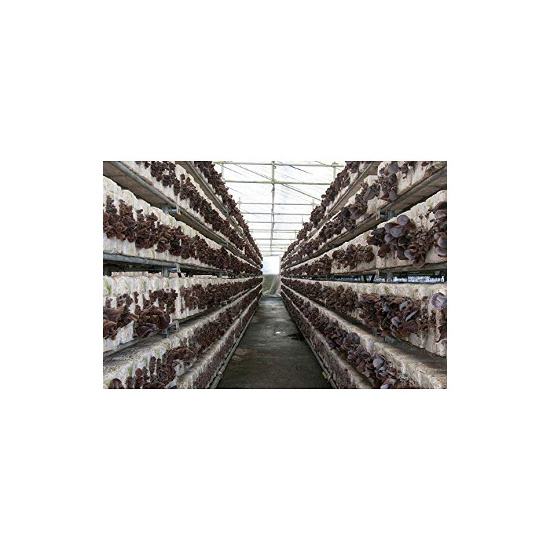 フーズネット福島 国産 乾燥きくらげ 100g