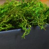 SuperMoss Forest Moss Preserved Perfect for Indoor Plants, Crafts, and