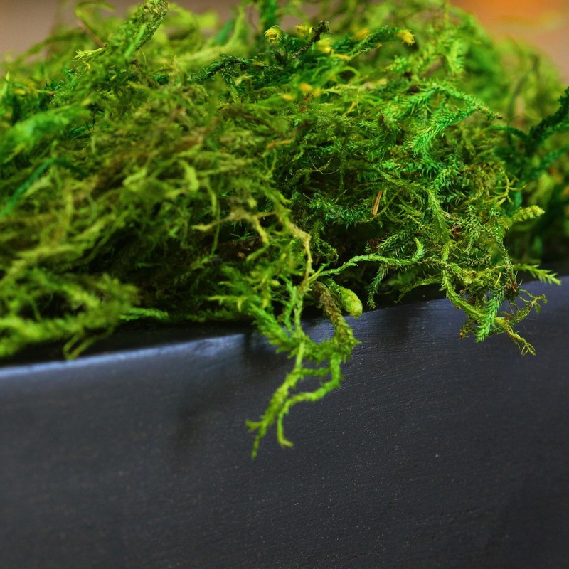 SuperMoss Forest Moss Preserved Perfect for Indoor Plants, Crafts, and