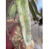 Cactus 4 Scorpion, Dragon fruit cutting 22- 26" Inches
