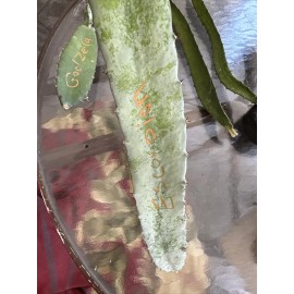 Cactus 4 Scorpion, Dragon fruit cutting 22- 26"  Inches