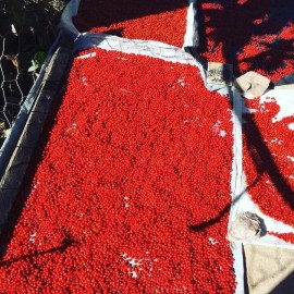 Comaquito Chiltepin Silvestre de Imuris Sonora- 50gr 1.76Oz