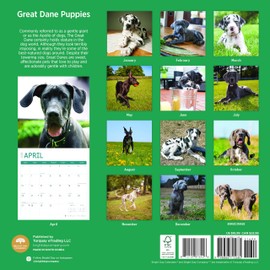 2025 Great Dane Puppies Monthly Wall Calendar by Bright Day, 12 x 12 Inch Cute Dog Breed Gift