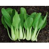 KIRA SEEDS - Seeds Chinese Cabbage Bok Choy - Heirloom