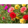 10,000+ Moss Rose Seeds – Heirloom Portulaca Seeds – Easy