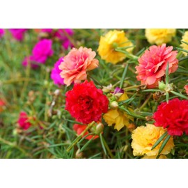 10,000+ Moss Rose Seeds – Heirloom Portulaca Seeds – Easy to Grow, Fast-Growing Annual Flower – Mixed Colors – Drought Tolerant, Non-GMO Ground Cover for Garden Landscaping