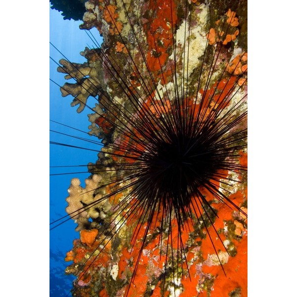 Posterazzi USA Long-Spined Sea Urchin (Diadema Paucispinum) and Encrusting Red
