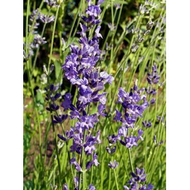 The Gardening World 500 True English Lavender Seeds Vera Lavandula angustifolia Herb