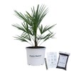 Windmill Palm Tree - 3 Gallon - Includes Planting Kit
