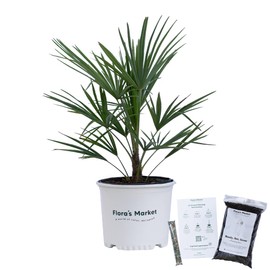 Windmill Palm Tree - 3 Gallon - Includes Planting Kit