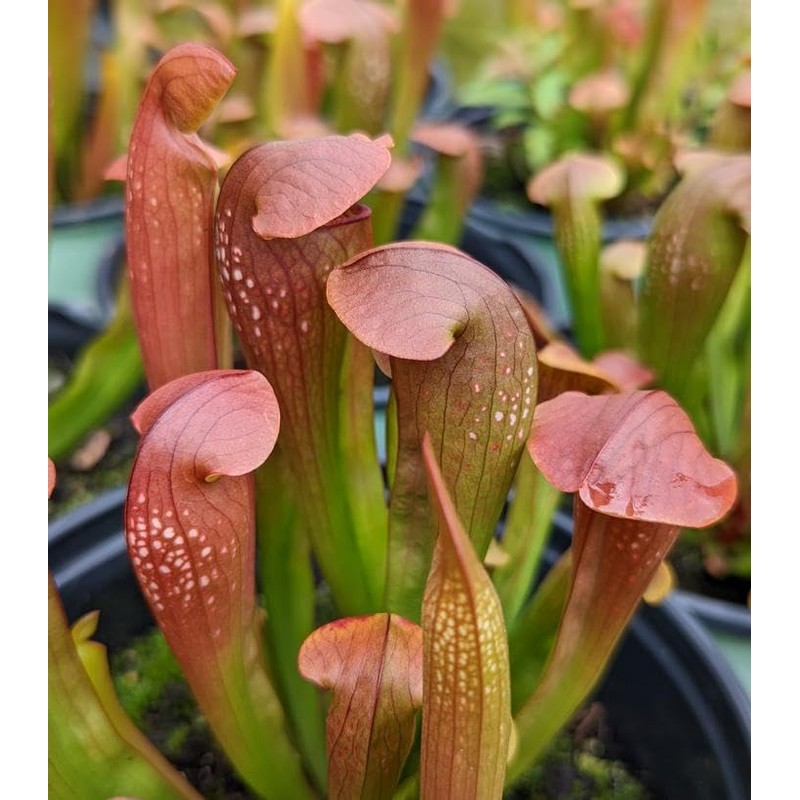 Sarracenia 'Bug Bat' - Red‑Hooded Carnivorous Pitcher Plant- Sarracenia Hybrid -