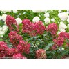 Proven Winners - Hydrangea pan. Fire Light (Panicle Hydrangea) Shrub,