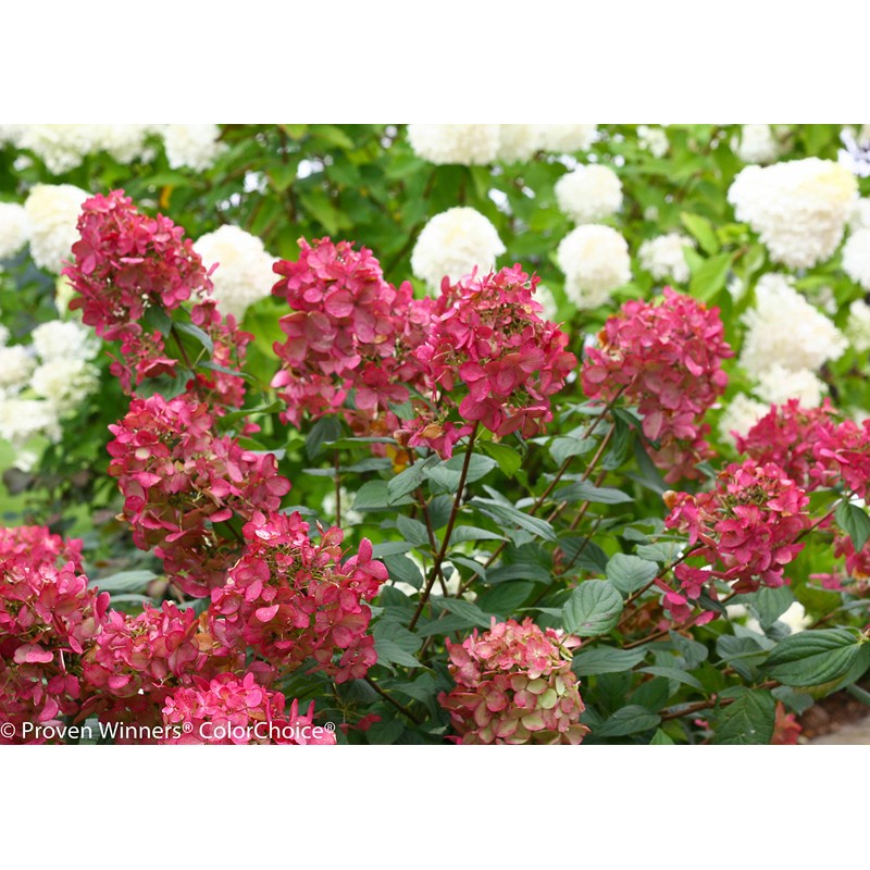 Proven Winners - Hydrangea pan. Fire Light (Panicle Hydrangea) Shrub,