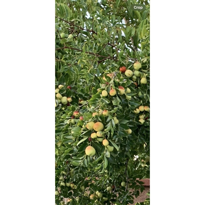 Jujube 4pcs Jujube Tree Cuttings