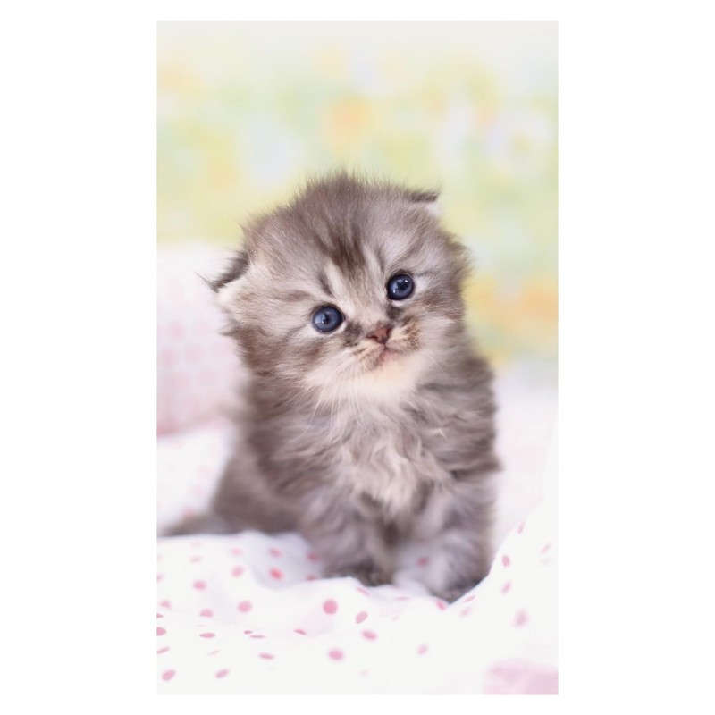 2026 Calendar Kitten (Tabletop)