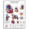 3B Scientific VR1334L Glossy Laminated Paper Human Heart Anatomy and
