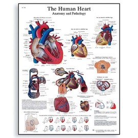 3B Scientific VR1334L Glossy Laminated Paper Human Heart Anatomy and Physiology Chart, Poster Size 20" Width x 26" Height