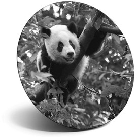 Destination Vinyl ltd Magnet for Refrigerator, Fridge BW - Cute Giant Panda Tree Nature for Office, Cabinet and Whiteboard, Magnetic Stickers, 42928
