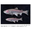 Imakatsu Lazy Swimmer 9 F Eco #S-499 Strong Chart