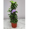 Live Sky Vine Plant Trellis - Thunbergia Purple Flowers -