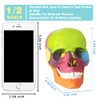 EVOTECH SCIENTIFIC Mini Human Skull Model, Didactic 15 Parts Palm-Sized