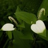 ChamGoods 삼백초 추출물 복합정 60정 5통 300 Herb Extract Complex
