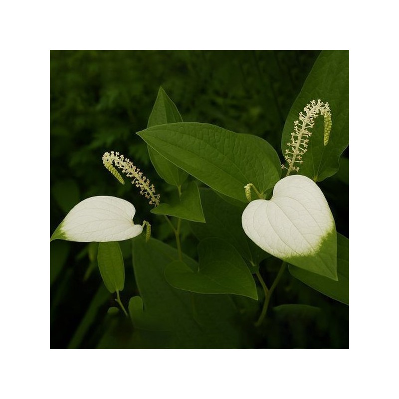 ChamGoods 삼백초 추출물 복합정 60정 5통 300 Herb Extract Complex
