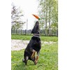 Aime Vinyl carrot toy for dogs 24 cm