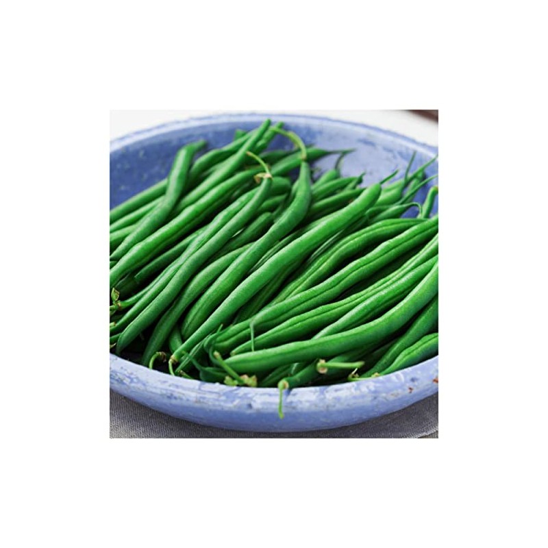 Everwilde Farms - 1 Lb Blue Lake Bush Green Bean