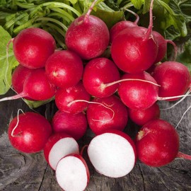 Honest Seed Co. 300+ Radish Seeds | NON-GMO | Heirloom | Fresh Garden Seeds from USA