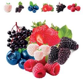 Fruit Garden Seeds Kit for Growing - Elderberry, Blueberry, Red Strawberry, White Strawberry, Raspberry, Mulberry. 100 Seeds of Each Fruit - Packaged Individually