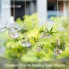 Glasseam Hanging Planters Glass Terrarium: 5Pcs Modern Plant Propagation Stations