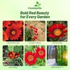 Outsidepride New Day Red Shades Gazania Seeds for Planting –