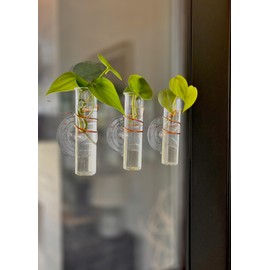 SWEET FEEDERS The Little Window Propagator | Window Propagation Station with Removable Glass Tubes, Indoor Plant Clippings, Cut Flowers, Herbs, Succulents | Home Decor | Plant Lover Gift (3)