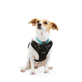 EveryYay Front Walking Reflective Dog Harness, Black, XX-Large/3X-Large