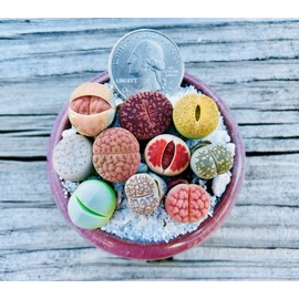 Limited Pack of 10 Various Live Exotic Lithops Plant Miniature Rare Living Stone Seedling Guarantee Colorful and Beautiful