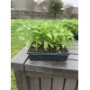 American Seed Hatch Sandia Chili Pepper Seeds, NuMex, Hot Green