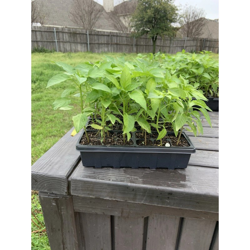 American Seed Hatch Sandia Chili Pepper Seeds, NuMex, Hot Green