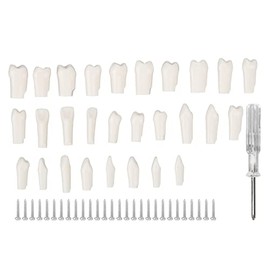 28 Piezas de Dientes Extraíbles, Diseño Extraíble de Plástico Duradero, Dientes Postizos para Estudio de Enseñanza de Tipodonto, Modelo de Aprendizaje de Dientes de Repuesto