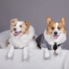 Dog Collar, Soft Polyester Dog Bow Tie with Metal Buckle